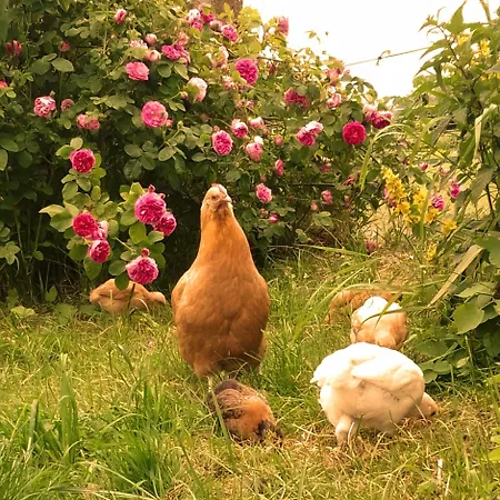 Country Estate * Studniska