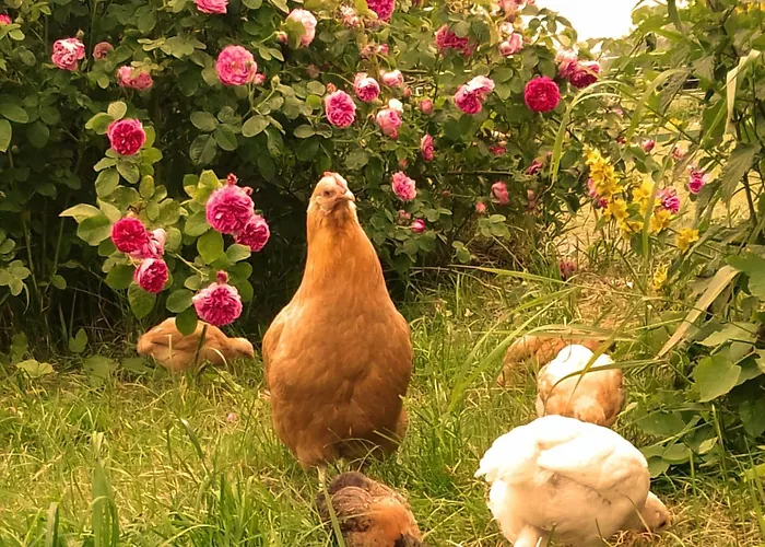 Country Estate * Studniska