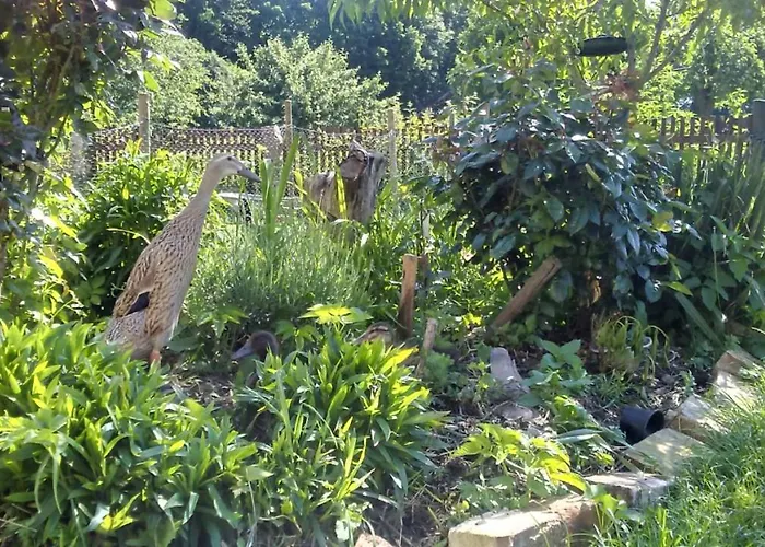 Country Estate * Studniska